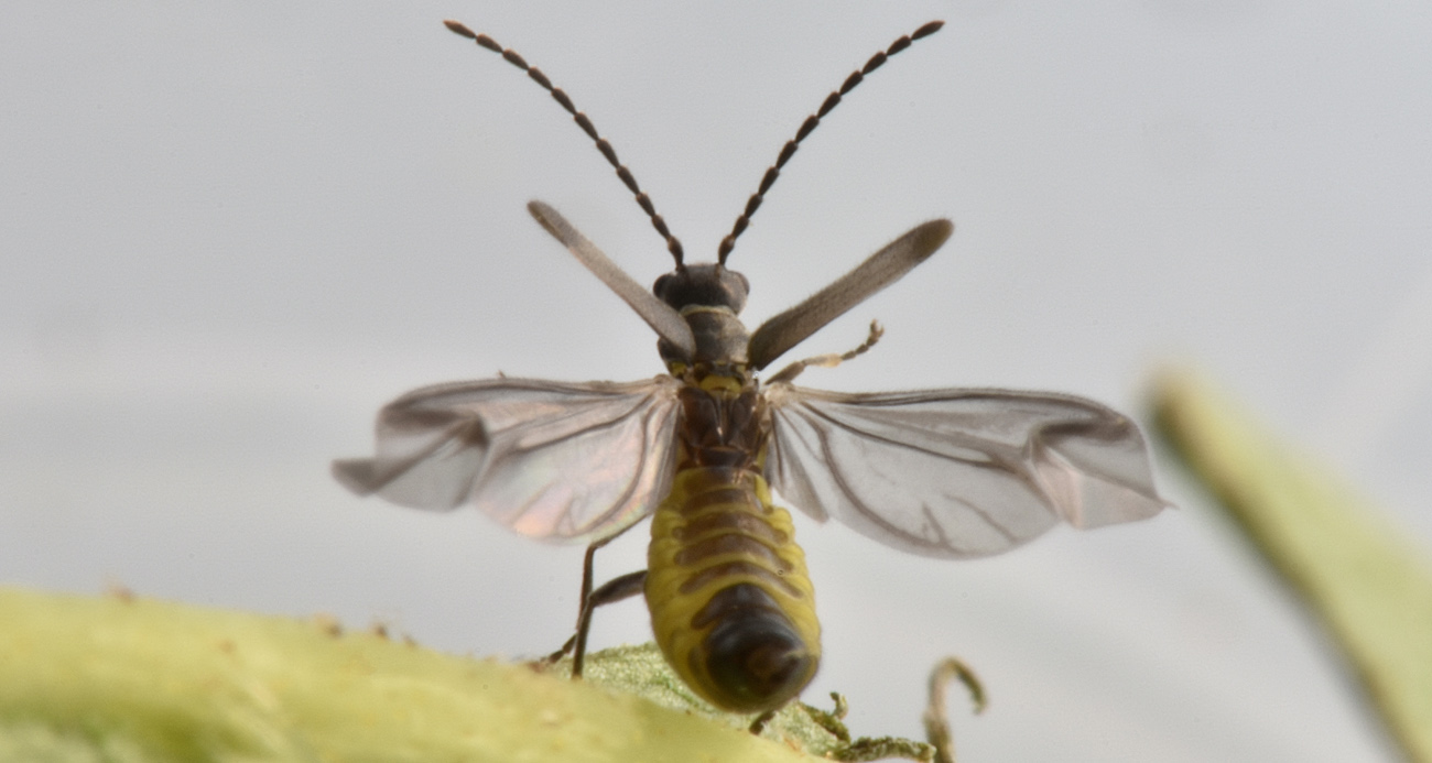 Cantharidae: quale Malthodes?  Malthodes parthenias